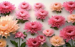 如何用优美的句子描写菊花的姿态？